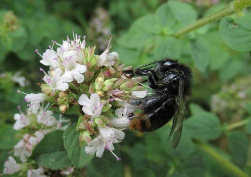 Bombus lapidarius